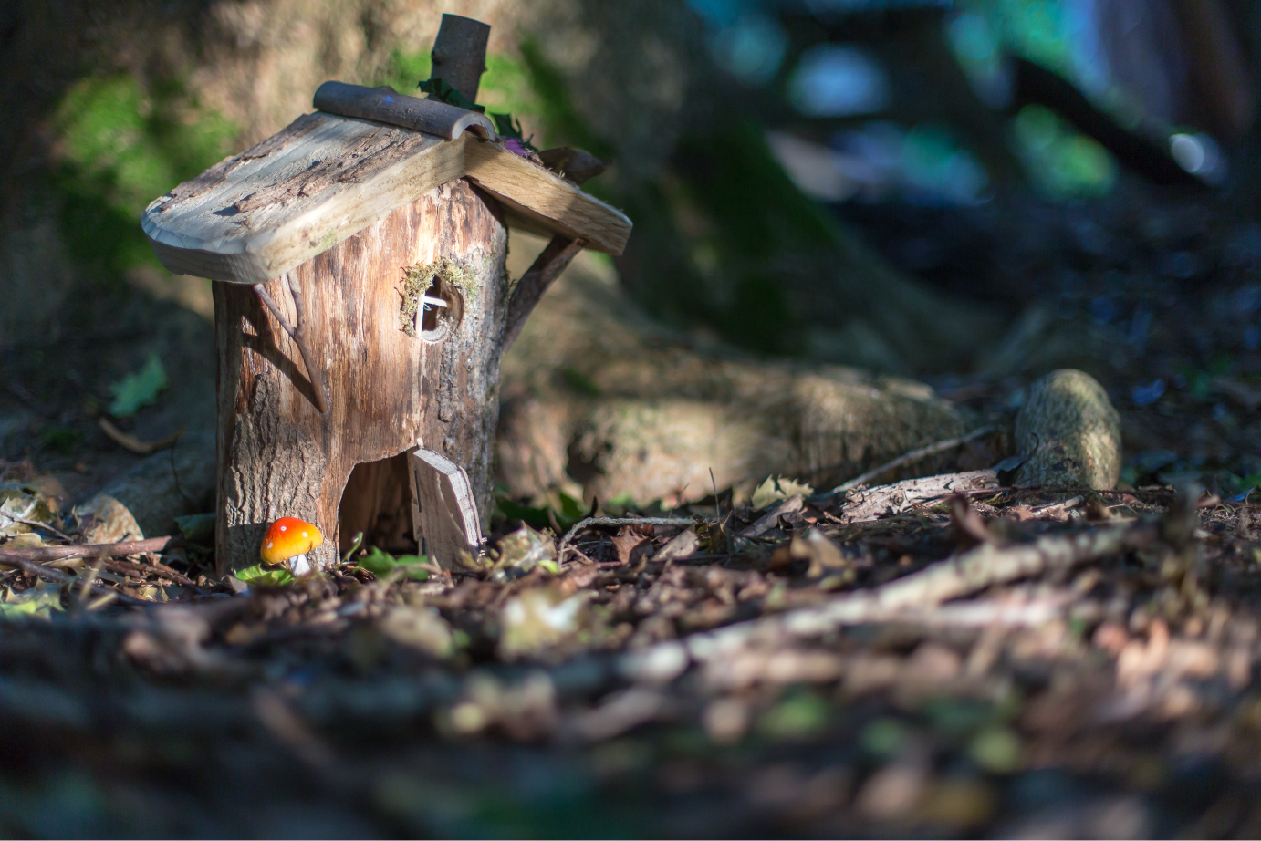 Imagine pentru articolul: Natura din povești. Grădinile, pădurile și plantele copilăriei