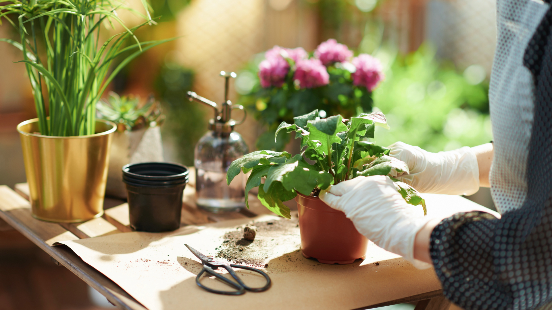 Imagine pentru articolul: Setul minim de unelte pentru grădinarii de apartament