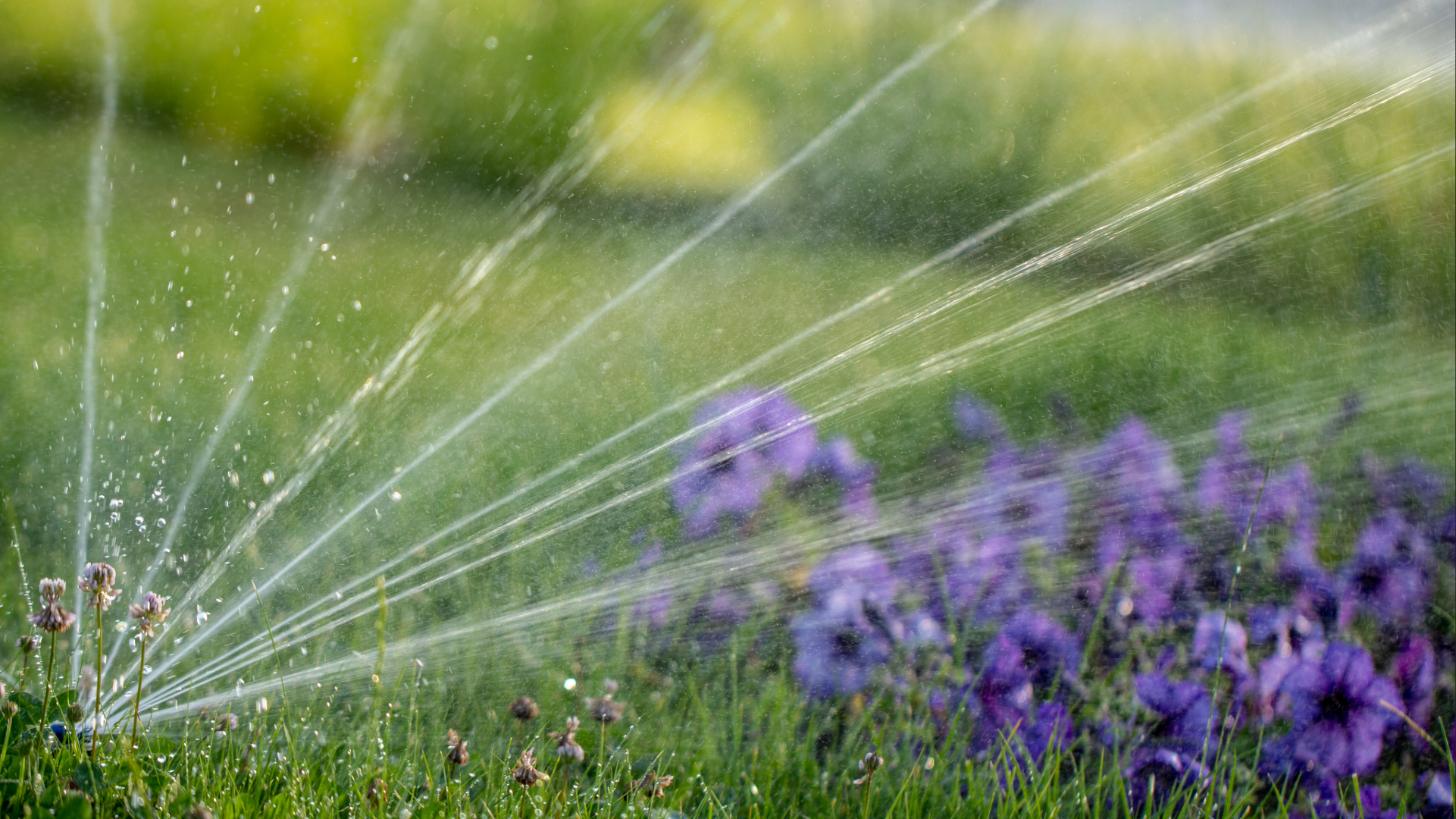 Imagine pentru articolul: Soluții moderne de irigare pentru grădini de acasă